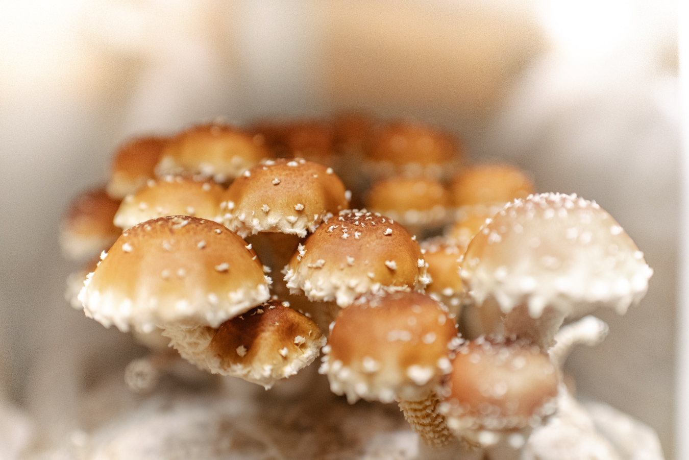 Fort Collins Hazel Dell organic mushrooms