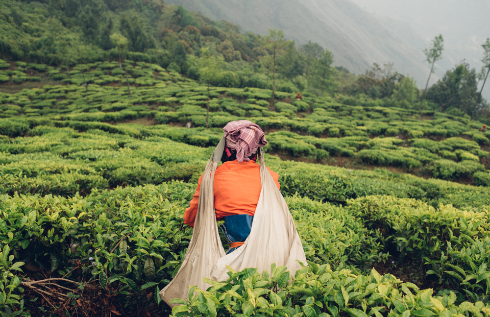 Tea-1004