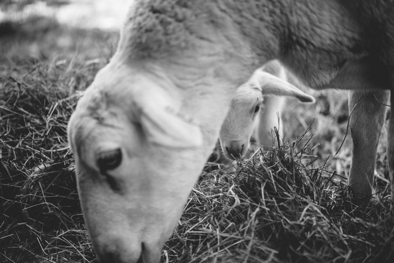 Organic Holistic lamb farm