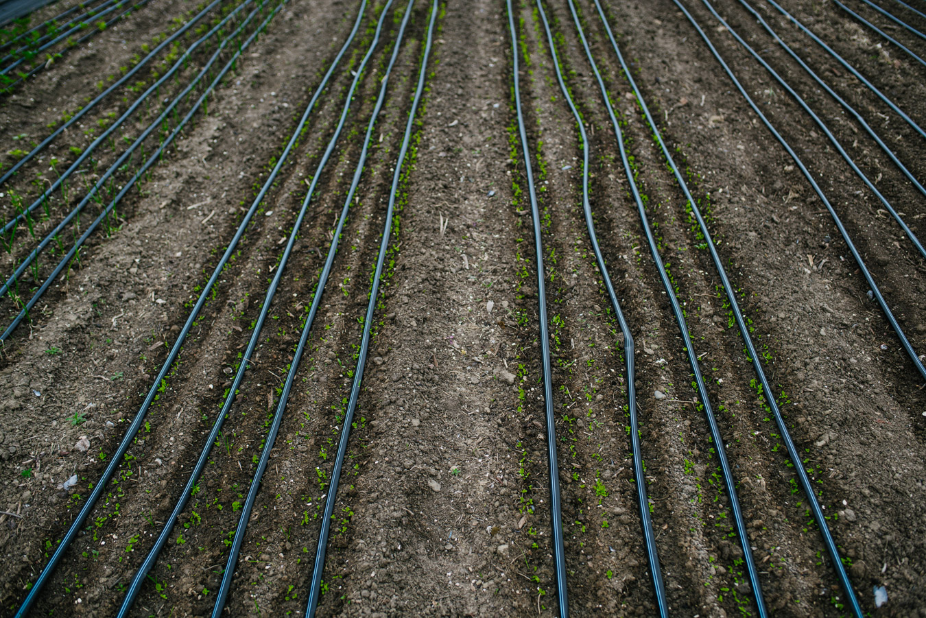 Organic farm irrigation 